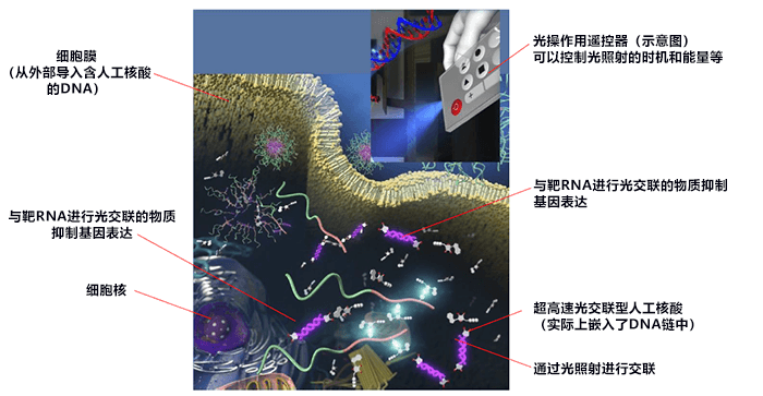 用光控制細胞内靶基因表現，有望應用於抗癌核酸藥物