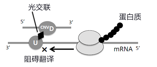 用光控制細胞内靶基因表現，有望應用於抗癌核酸藥物