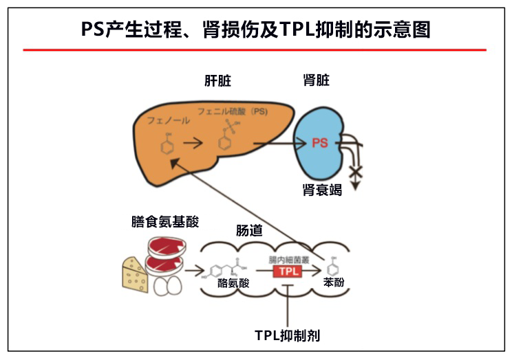 日本發現苯基硫酸鹽是糖尿病腎病致病因子，有望開發新療法