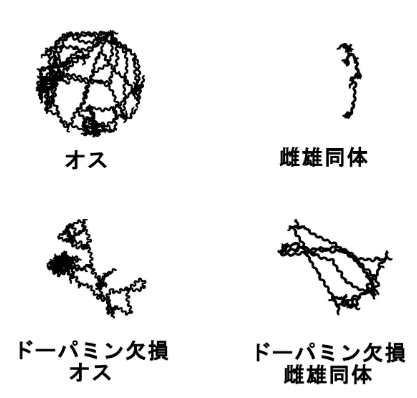 神經遞質導致男女行為差異？