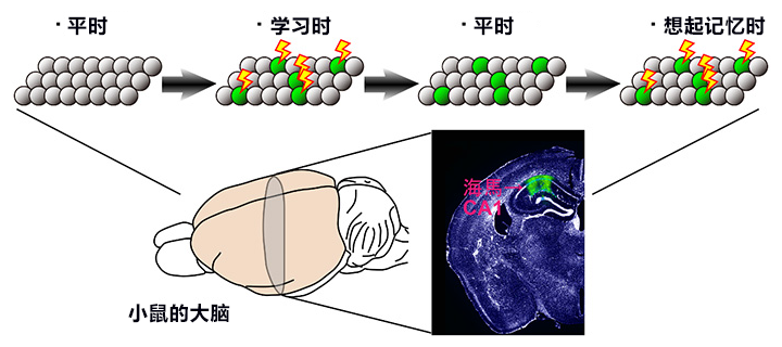 睡眠保存記憶！日本富山大學觀察到大腦細胞建立記憶的情形