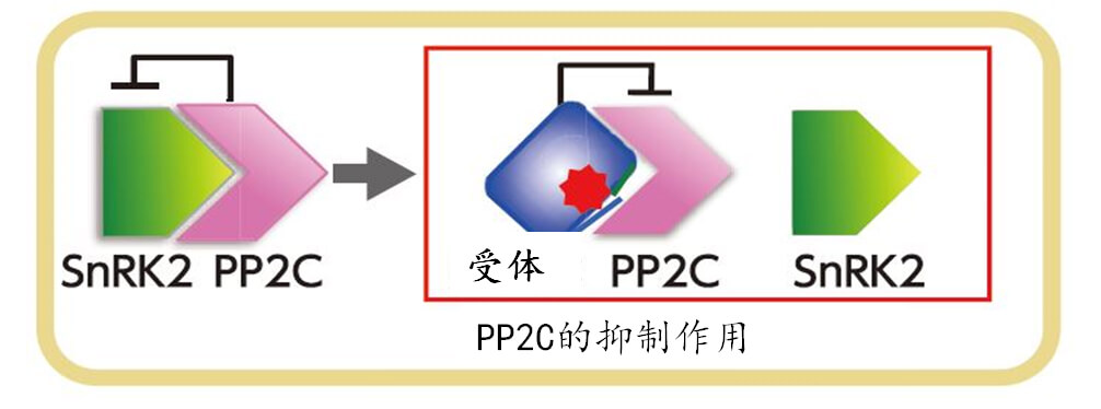 培育節水耐旱小麥，變乾旱地區爲世界糧倉