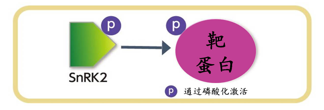 培育節水耐旱小麥，變乾旱地區爲世界糧倉