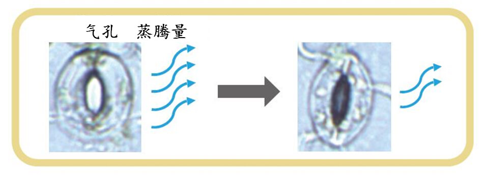 培育節水耐旱小麥，變乾旱地區爲世界糧倉