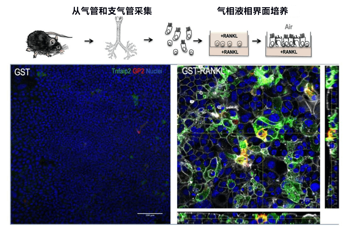 日本發現將空氣中的異物吸收到活體內的細胞，有望查明花粉症等過敏症機制