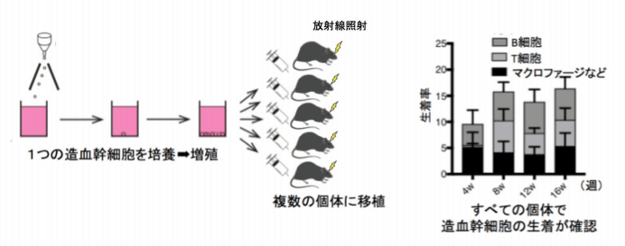 日本iPS細胞研究報告(卅一) 東大篇：「漿糊」培養幹細胞成功