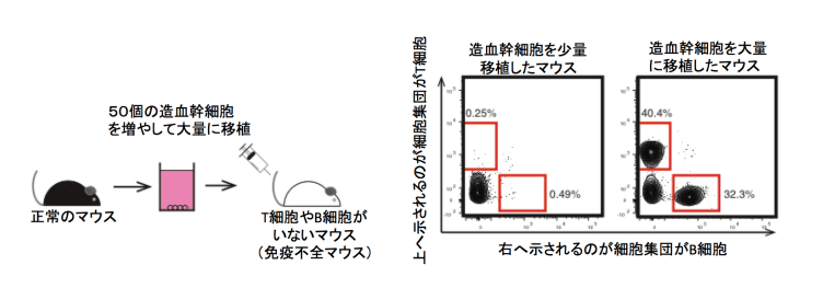 日本iPS細胞研究報告(卅一) 東大篇：「漿糊」培養幹細胞成功