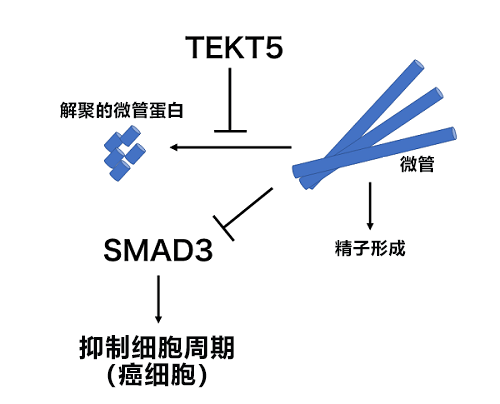 日本東北大查明精子與癌細胞的意外聯繫