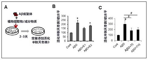 日本發現植物源阿茲海默症冶癒藥候選物質，以致病因子Aβ低聚體爲靶向