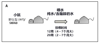 日本發現植物源阿茲海默症冶癒藥候選物質，以致病因子Aβ低聚體爲靶向