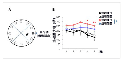 日本發現植物源阿茲海默症冶癒藥候選物質，以致病因子Aβ低聚體爲靶向