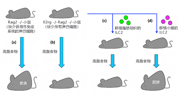 日本理研發現天然淋巴細胞會誘導肥胖，有望成爲冶癒肥胖症的新靶點