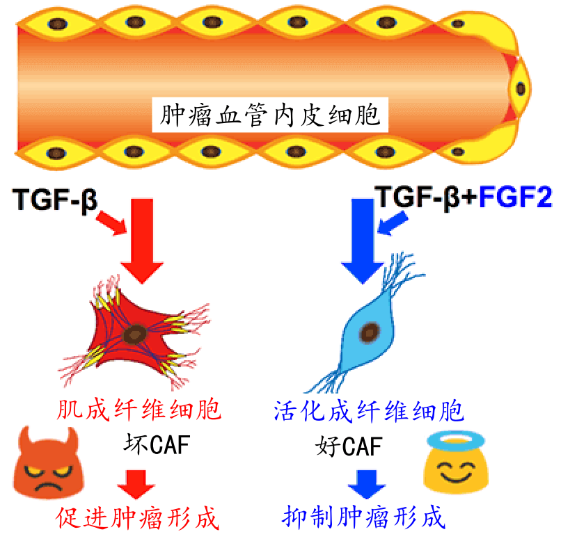 日本查明FGF2能抑制血管內皮細胞形成腫瘤相關纖維母細胞