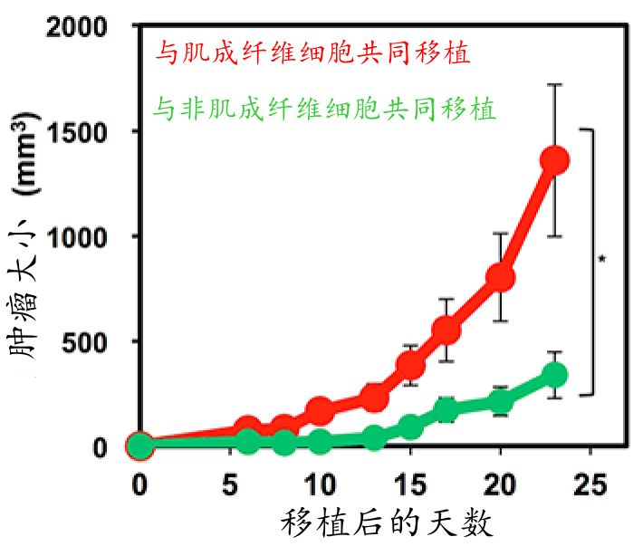 日本查明FGF2能抑制血管內皮細胞形成腫瘤相關纖維母細胞