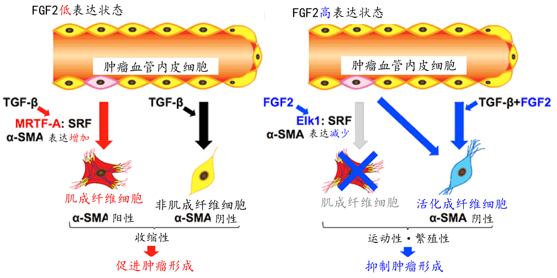 日本查明FGF2能抑制血管內皮細胞形成腫瘤相關纖維母細胞