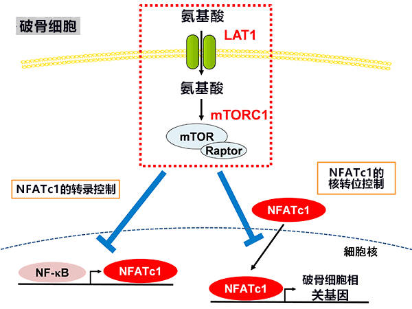 氨基酸對保持骨骼健康至關重要