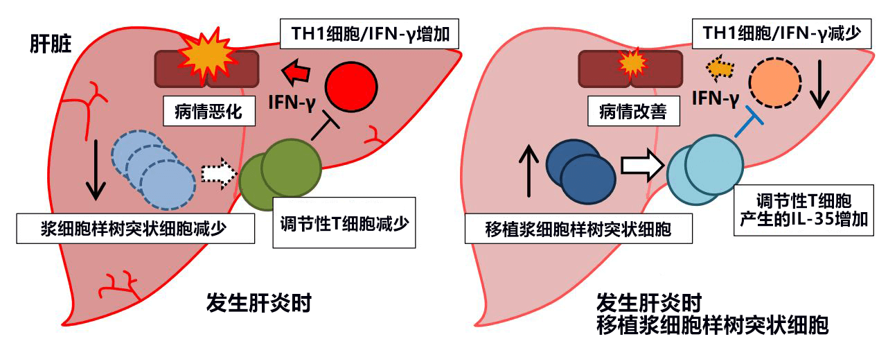 日本發現控制急性肝耗竭的新型免疫細胞，有望開發新冶癒方法