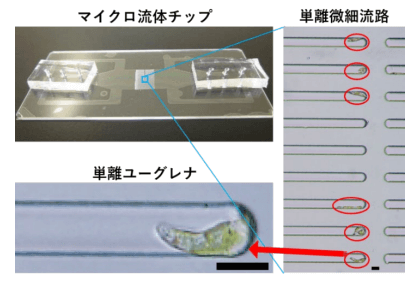 可泳動細胞分離、培養和即時觀察的新型微流體晶片