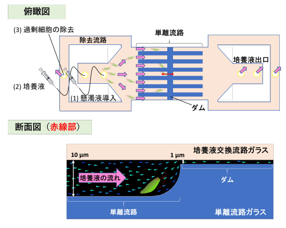 可泳動細胞分離、培養和即時觀察的新型微流體晶片