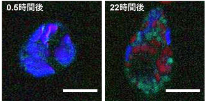 可泳動細胞分離、培養和即時觀察的新型微流體晶片