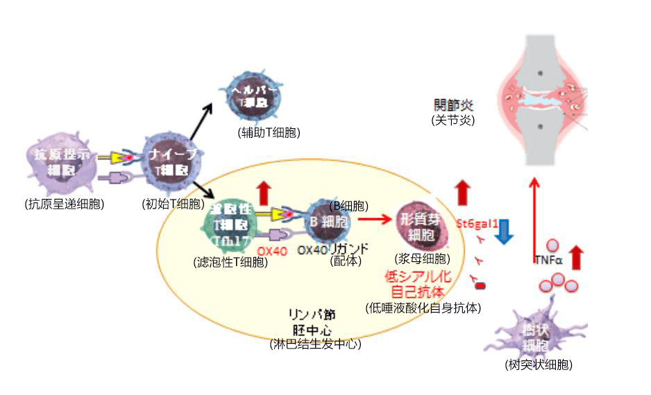 築波大學發現誘發類風溼性關節炎的T細胞及其對病態的控制機制