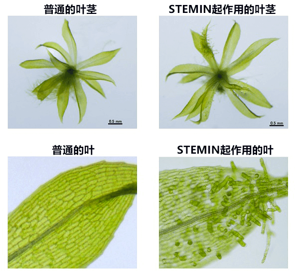 能將普通細胞直接轉變爲幹細胞的STEMIN基因