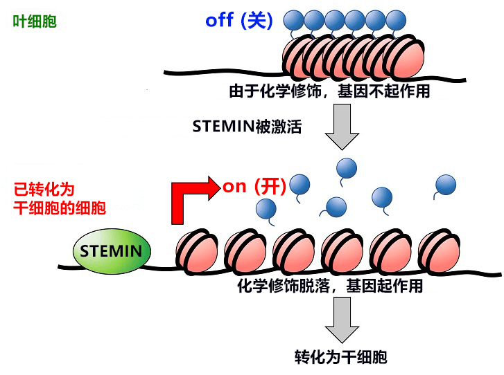 能將普通細胞直接轉變爲幹細胞的STEMIN基因