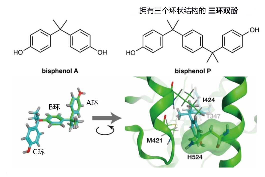 三環雙酚可抑制雌激素轉錄活性，有望開發新的乳房癌冶癒藥物