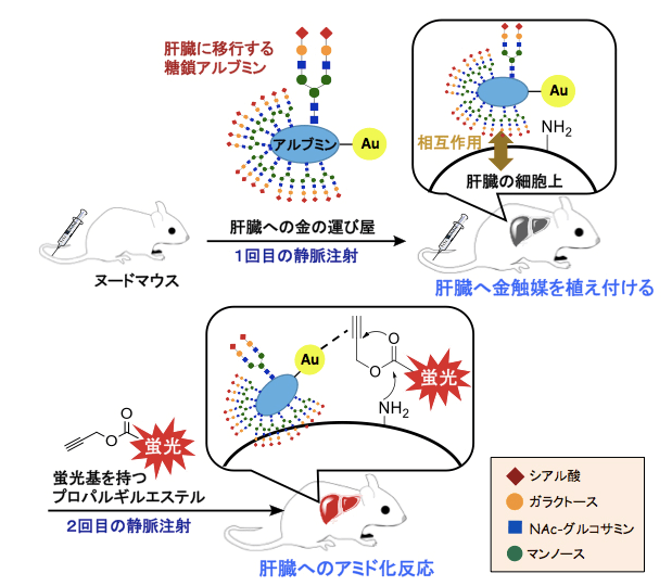 劃時代的癌症「活體內合成化學療法」即將到來