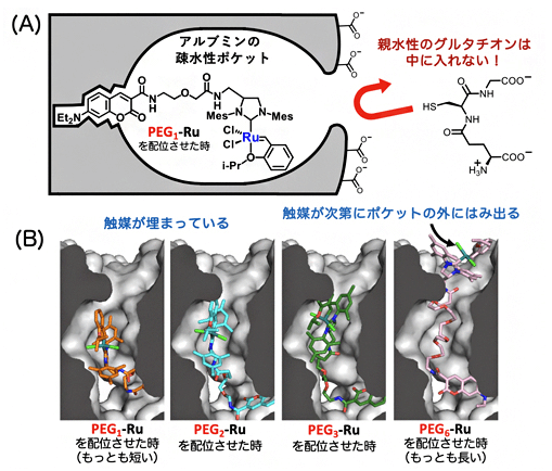 劃時代的癌症「活體內合成化學療法」即將到來