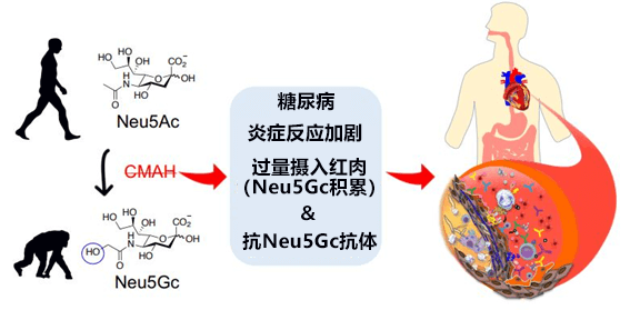 人類在演化程序中失去的基因導致動脈硬化