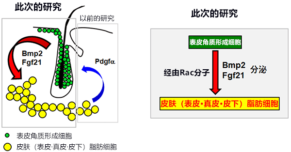 神戶大學新發現，有望透過皮膚冶癒肥胖症