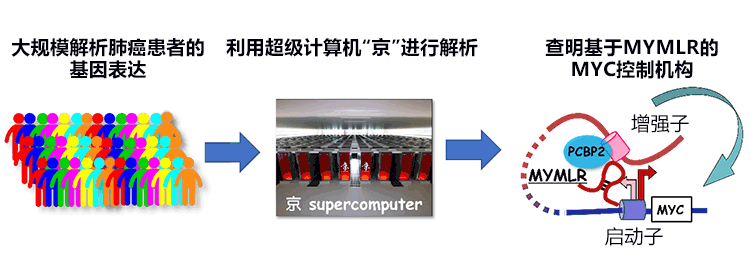 利用超算發現與肺癌繁殖有關的新RNA，有望開發出新的靶向藥