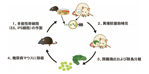 禍兮？福兮？日本政府批准研發 人獸嵌合體