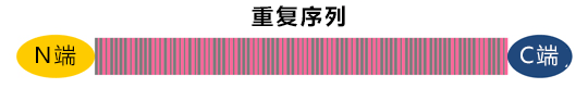 日本查明離子在蜘蛛纖維紡絲程序中的效果，有助於製造堅韌的人工蛛絲