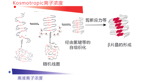 日本查明離子在蜘蛛纖維紡絲程序中的效果，有助於製造堅韌的人工蛛絲