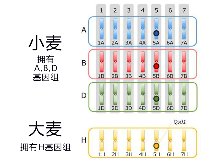 小麥淋雨也不易發芽，岡山大學透過基因編輯改良成功