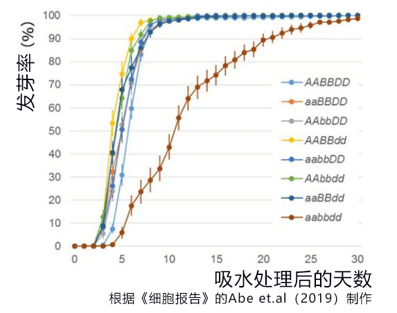 小麥淋雨也不易發芽，岡山大學透過基因編輯改良成功