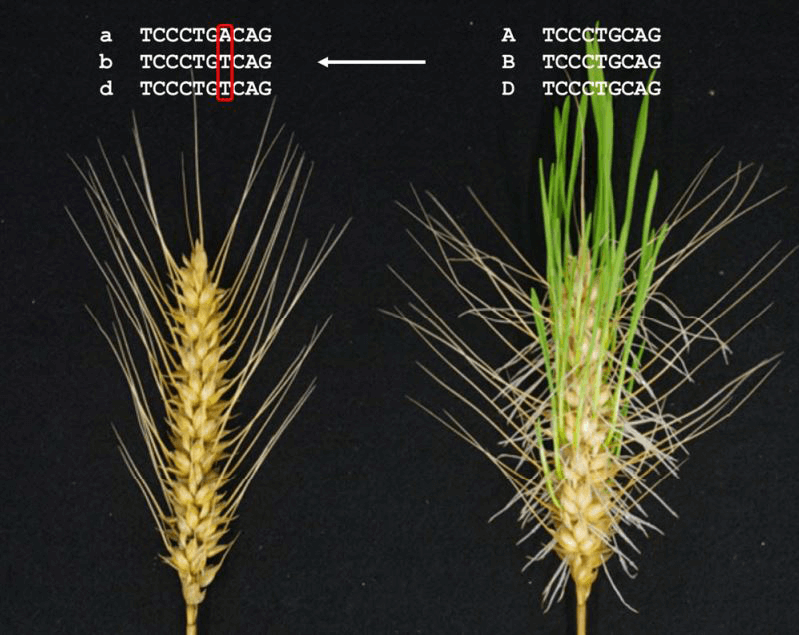 小麥淋雨也不易發芽，岡山大學透過基因編輯改良成功