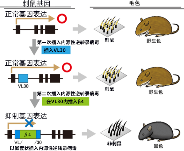 日本查明小鼠毛色變黑機制，江戶時代寵物鼠基因傳承至今