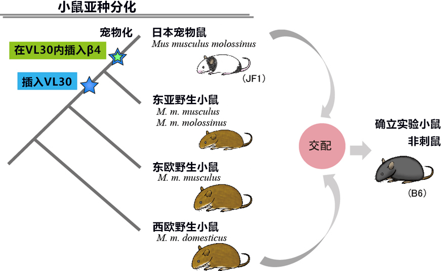 日本查明小鼠毛色變黑機制，江戶時代寵物鼠基因傳承至今