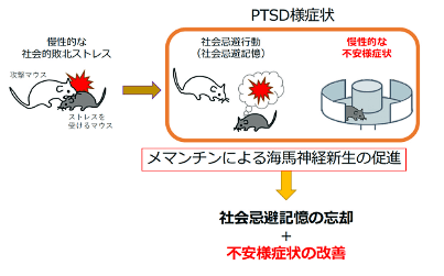 圖1 美金剛（MEM）用於PTSD小鼠模式併成功減輕病徵