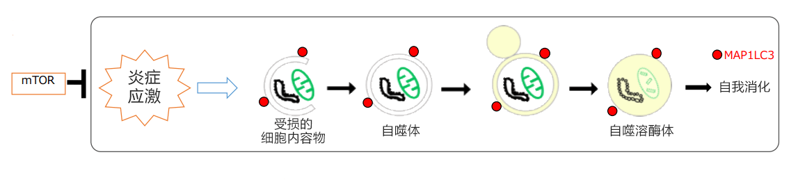 日本發現自噬功能降低會促進尿路結石形成