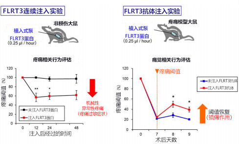 大阪大學確定FLRT3蛋白質會加劇神經性疼痛的疼痛感