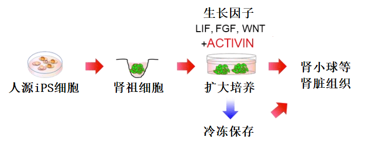 熊本大學篇：腎祖細胞體外快速擴增成功