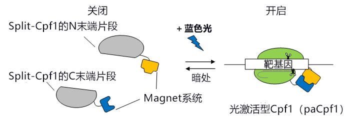 東京大學開發出透過光控制基因體編輯的新技術