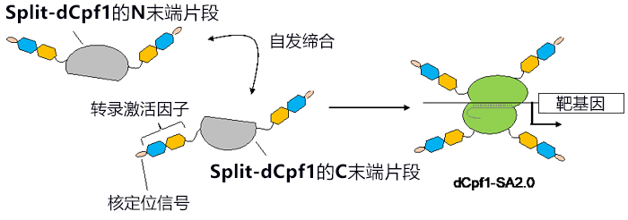 東京大學開發出透過光控制基因體編輯的新技術