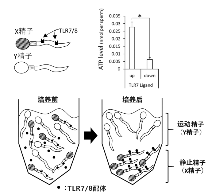 生男生女人爲可控？廣島大學發現控制哺乳動物性別的簡便方法