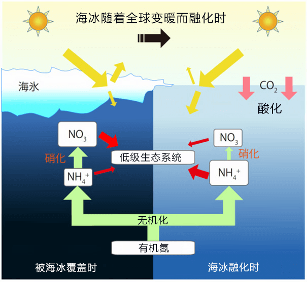 北冰洋浮冰減量會導致氮循環改變