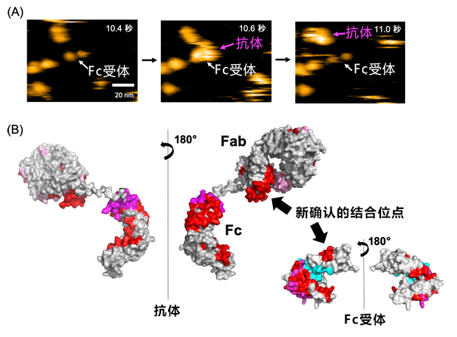 顛覆免疫學常識！日本發現抗體與接受者的新結合位置